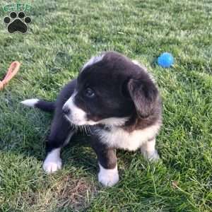 Sunny, Newfoundland Mix Puppy