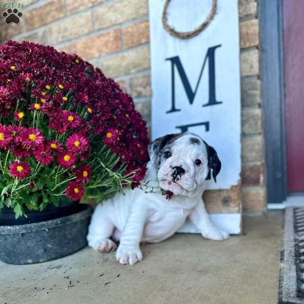 Zoey, English Bulldog Puppy