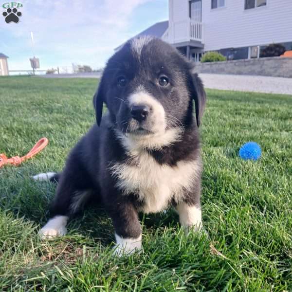 Sunny, Newfoundland Mix Puppy
