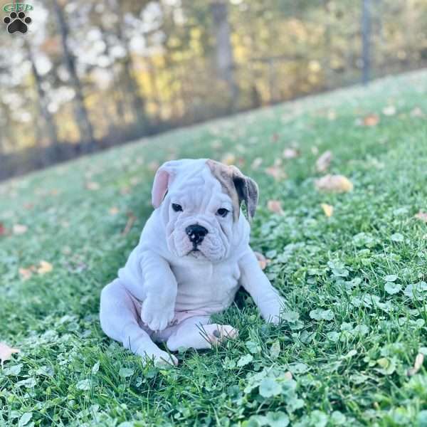 Rambo, English Bulldog Puppy