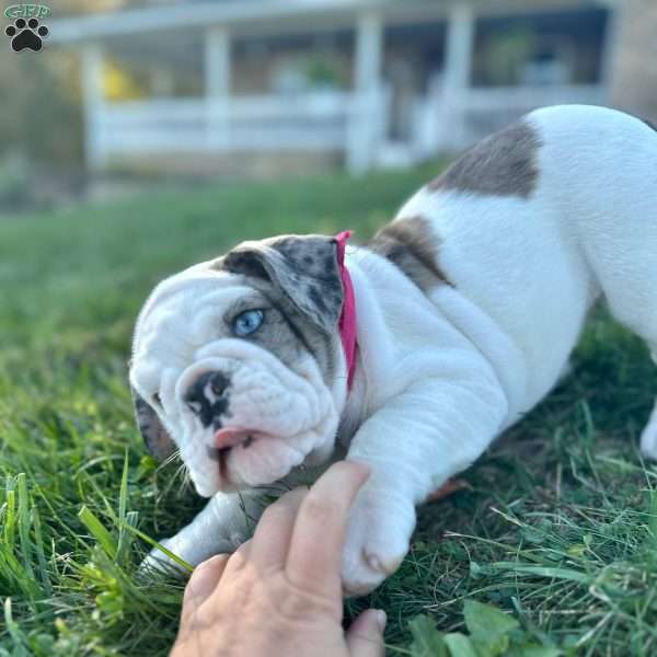Mira, English Bulldog Puppy