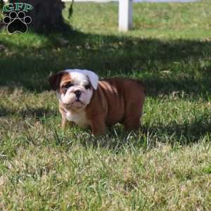 Conner, English Bulldog Puppy