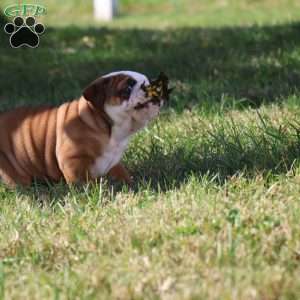 Conner, English Bulldog Puppy