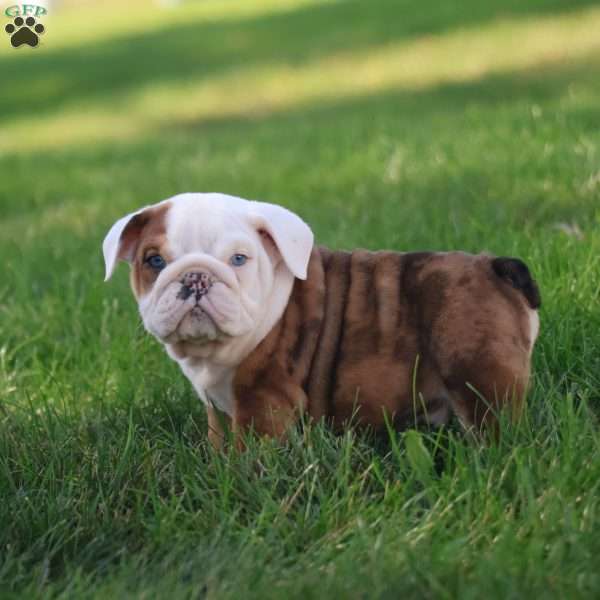 Coach, English Bulldog Puppy