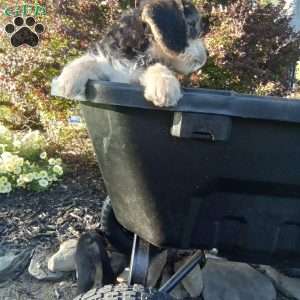 Rascal, Poogle Puppy