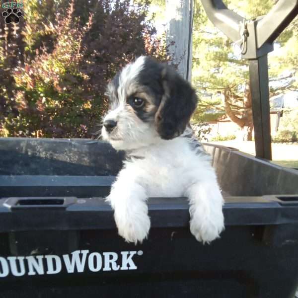 Frisky, Poogle Puppy