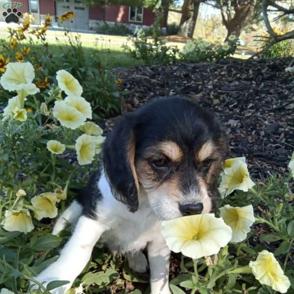 Clifford, Poogle Puppy
