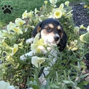 Clifford, Poogle Puppy