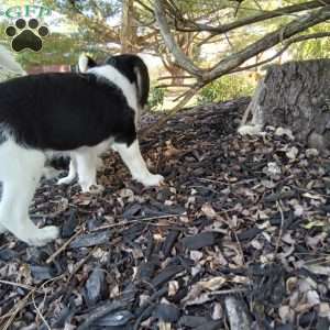 Clifford, Poogle Puppy