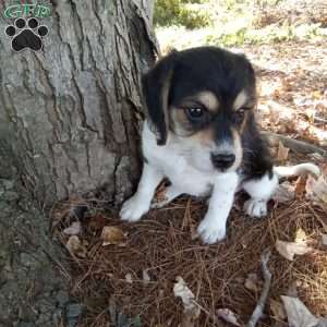Clifford, Poogle Puppy