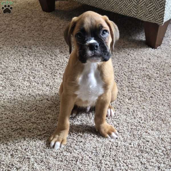 Max, Boxer Puppy