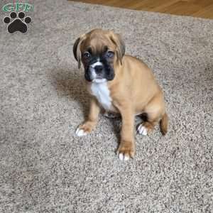 Max, Boxer Puppy