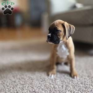 Max, Boxer Puppy