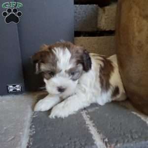 Pokey, Shih-Poo Puppy