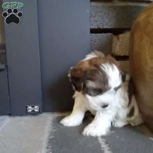 Pokey, Shih-Poo Puppy