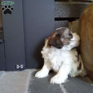 Pokey, Shih-Poo Puppy