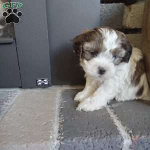 Pokey, Shih-Poo Puppy