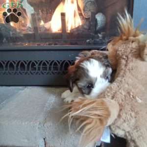 Pokey, Shih-Poo Puppy