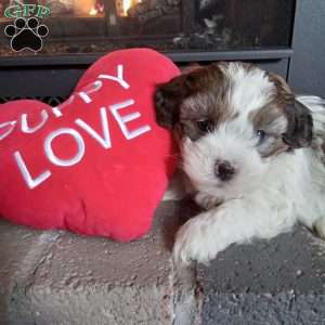 Pokey, Shih-Poo Puppy