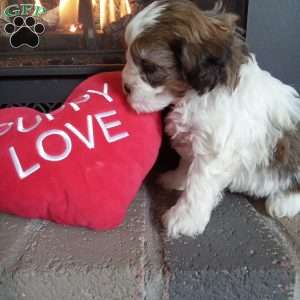 Pokey, Shih-Poo Puppy