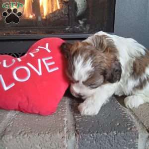 Pokey, Shih-Poo Puppy