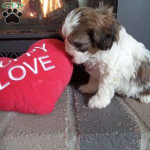 Pokey, Shih-Poo Puppy