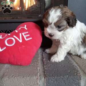 Pokey, Shih-Poo Puppy