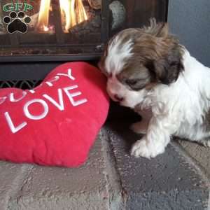 Pokey, Shih-Poo Puppy