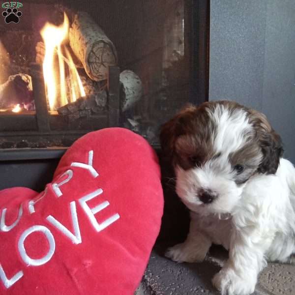 Pokey, Shih-Poo Puppy