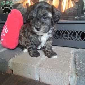 Zippy, Shih-Poo Puppy