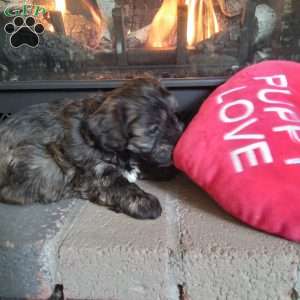 Zippy, Shih-Poo Puppy