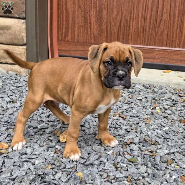 Cooper, Boxer Puppy