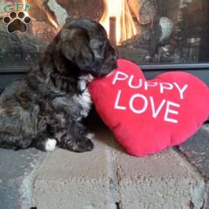 Zippy, Shih-Poo Puppy