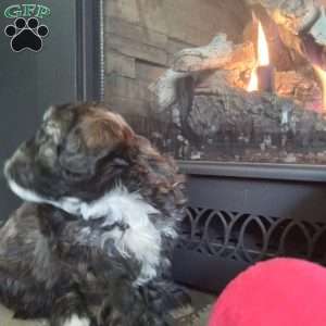 Zippy, Shih-Poo Puppy