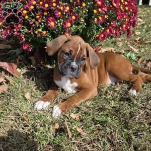 Leo, Boxer Puppy