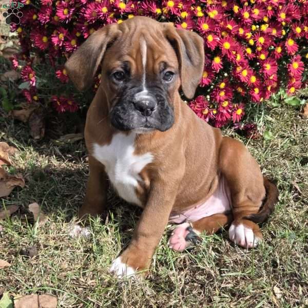 Leo, Boxer Puppy