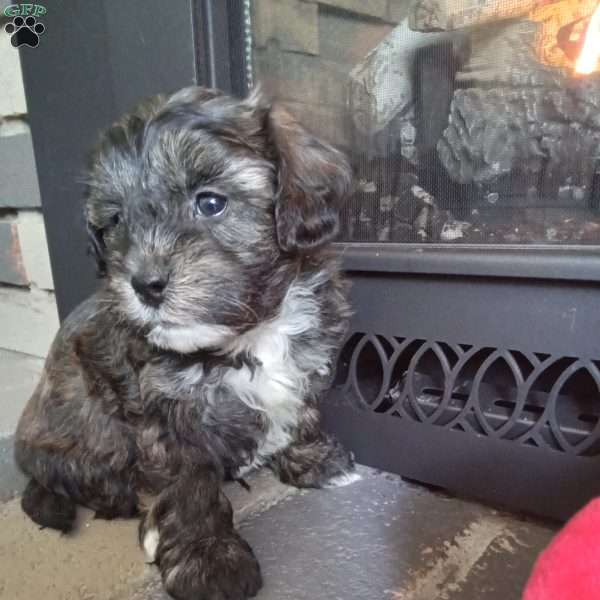 Zippy, Shih-Poo Puppy