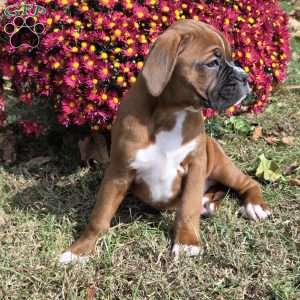 Leo, Boxer Puppy