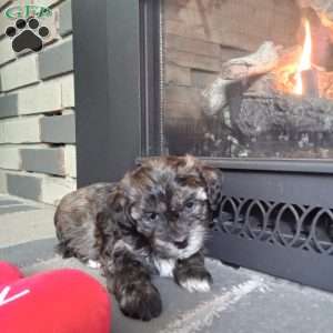 Zippy, Shih-Poo Puppy