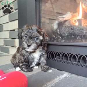 Zippy, Shih-Poo Puppy