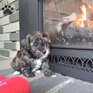 Zippy, Shih-Poo Puppy