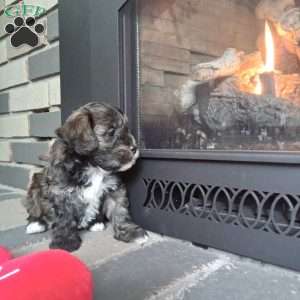 Zippy, Shih-Poo Puppy