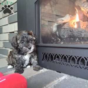 Zippy, Shih-Poo Puppy