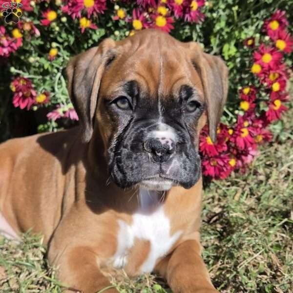 Brooklyn, Boxer Puppy