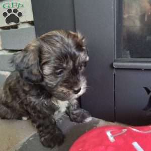 Zippy, Shih-Poo Puppy