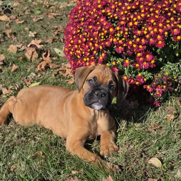 Bolt, Boxer Puppy