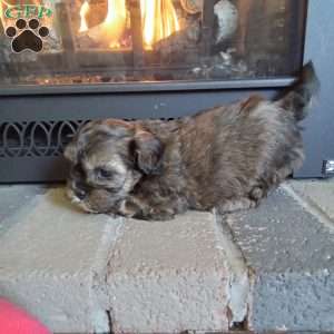 Scampy, Shih-Poo Puppy