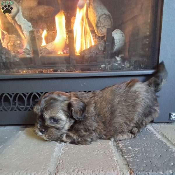 Scampy, Shih-Poo Puppy