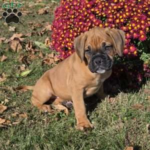Bolt, Boxer Puppy