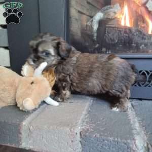 Scampy, Shih-Poo Puppy